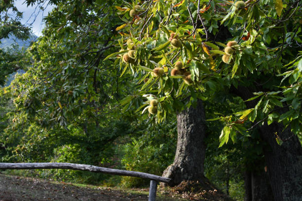Castagne su un albero in un bosco toscano
