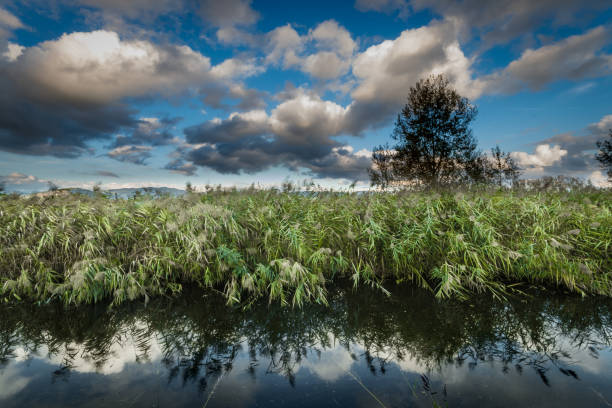 Canneti e specchi d'acqua del Padule di Fucecchio