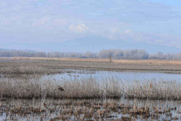 Canneti riflessi nell'acqua del Padule di Fucecchio