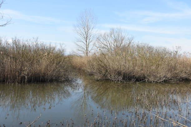 Distesa della zona umida del Padule di Fucecchio in inverno