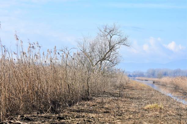 Canale d'acqua tra la vegetazione del Padule di Fucecchio